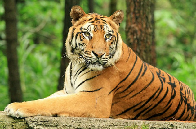Ý nghĩa của loài hổ trong phong thủy