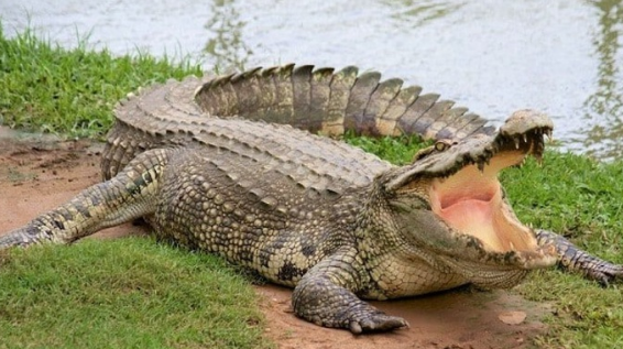Mơ thấy cá sấu há miệng nằm bất động